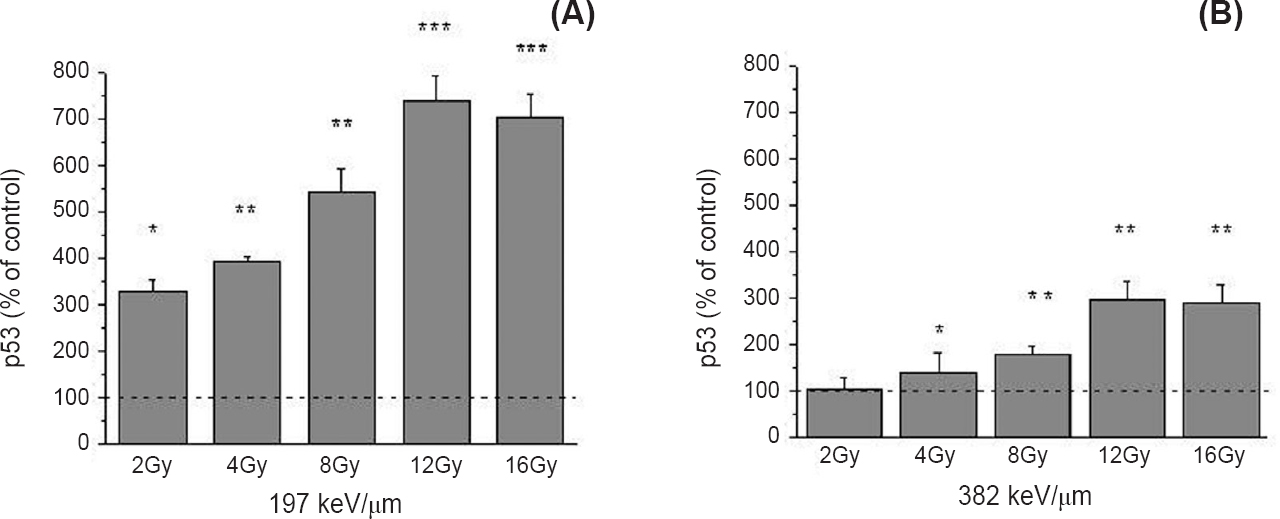 Level of the p53 protein 48 h after irradiation with 12C ions of 197 (A) and 382 keV/μm (B), obtained by Western blot. β - Actin was used as internal loading control. Irradiation doses were from 2 to 16 Gy. Mean values obtained from three experiments are presented as percentage of control ± SD. Control value was set as 100 per cent. *P<0.05, **<0.01, ***<0.001 compared to the control.